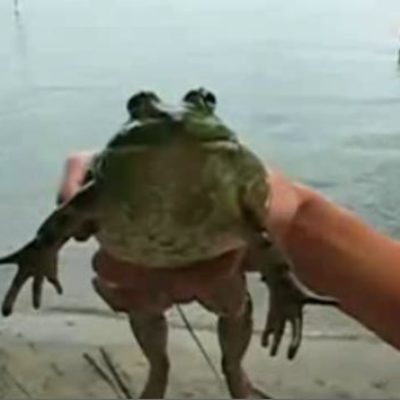 You Should Watch This: Frog Screams Out the Imperial March